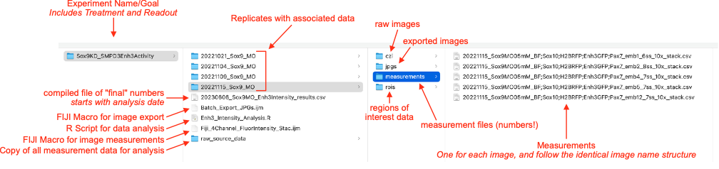 Annotated example folder structure showing an experiment folder broken into dated subfolders, each containing czi, jpgs, measurements, and rois folders, plus macros and analysis files at the top level.