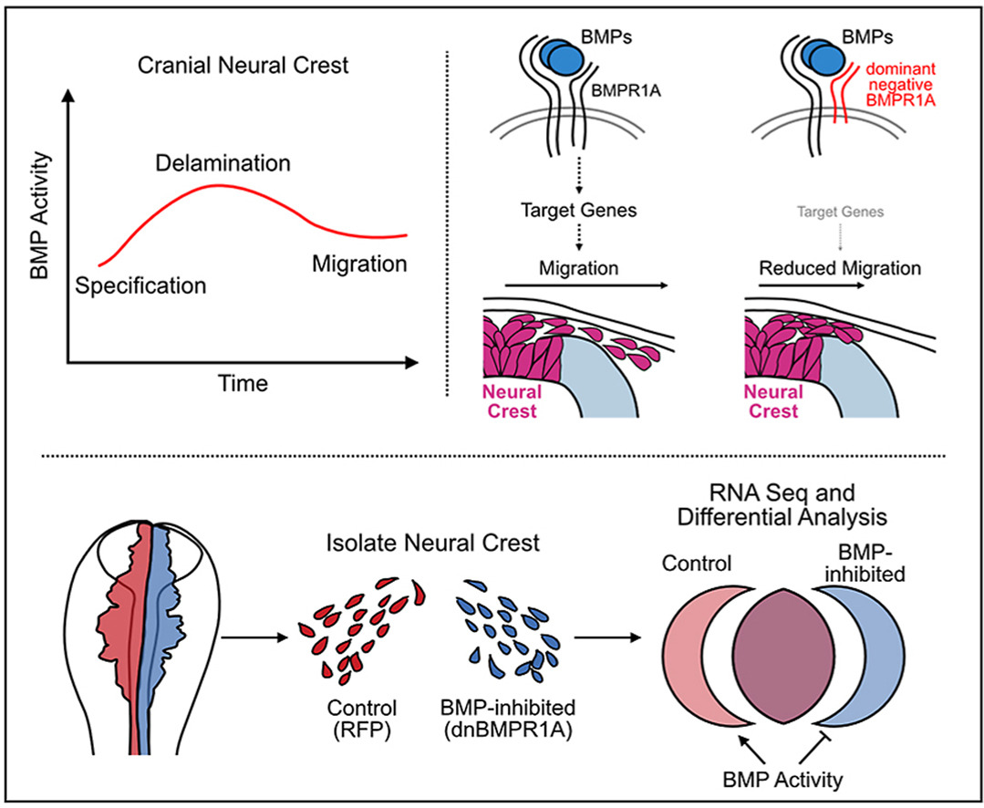 ../research/bmp-graphical-abstract.jpg