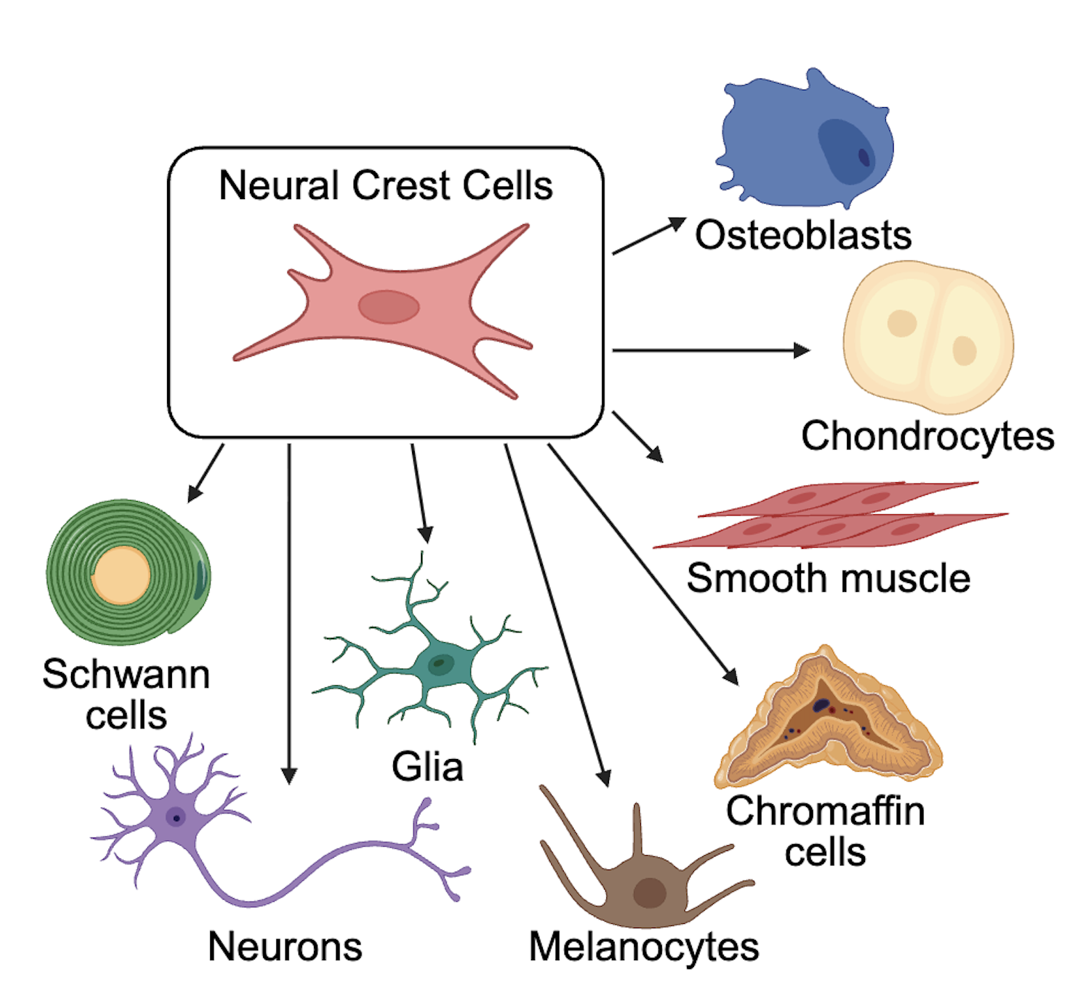 ../research/lipid-rafts-neural-crest-preview.png