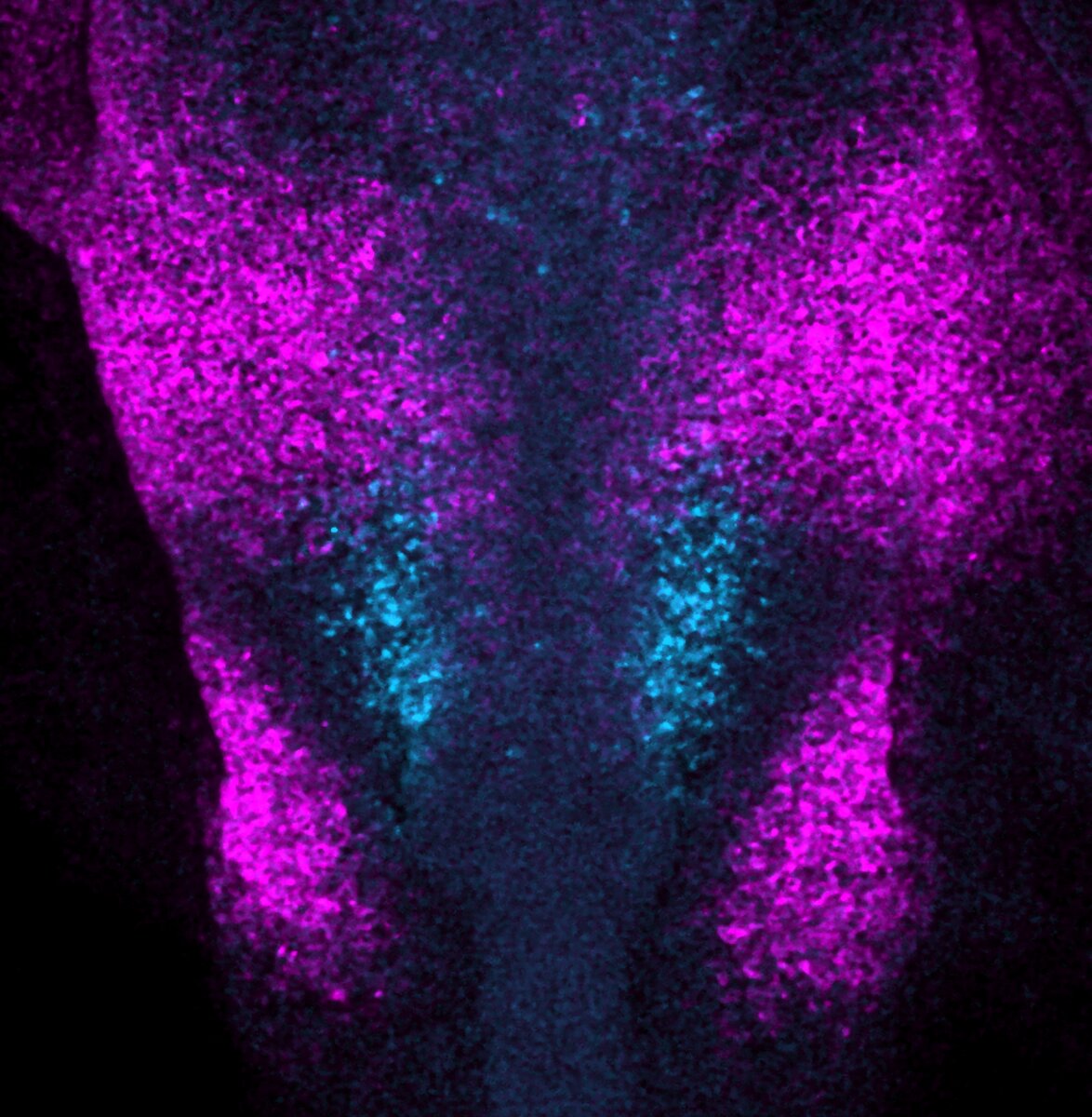 ../research/otic-placode-preview.jpg